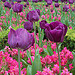 Tulipanes
